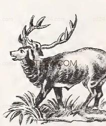 ANIMAL_0142
